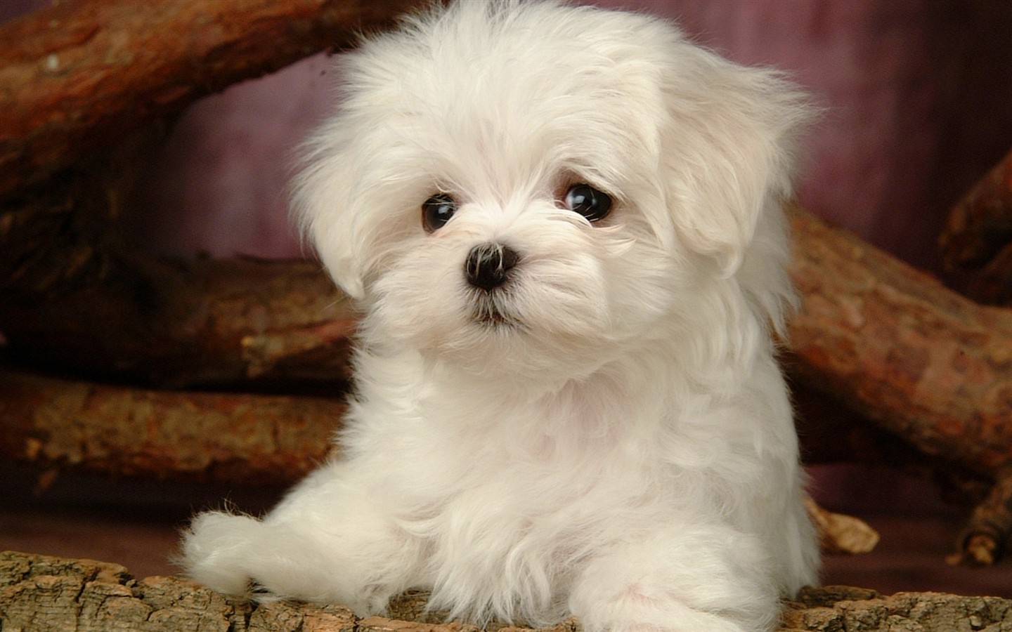 Fluffy little dog wallpaper #12 - 1440x900