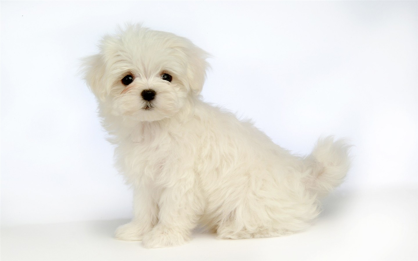 Fluffy kleinen Hund Tapete #36 - 1440x900