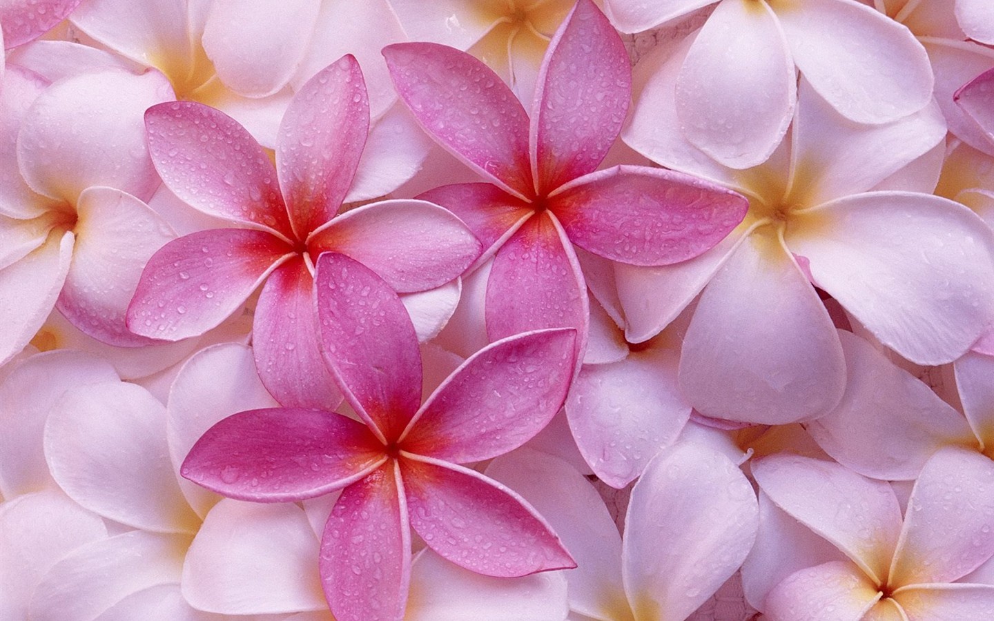Hermoso fondo de pantalla Flores (3) #10 - 1440x900