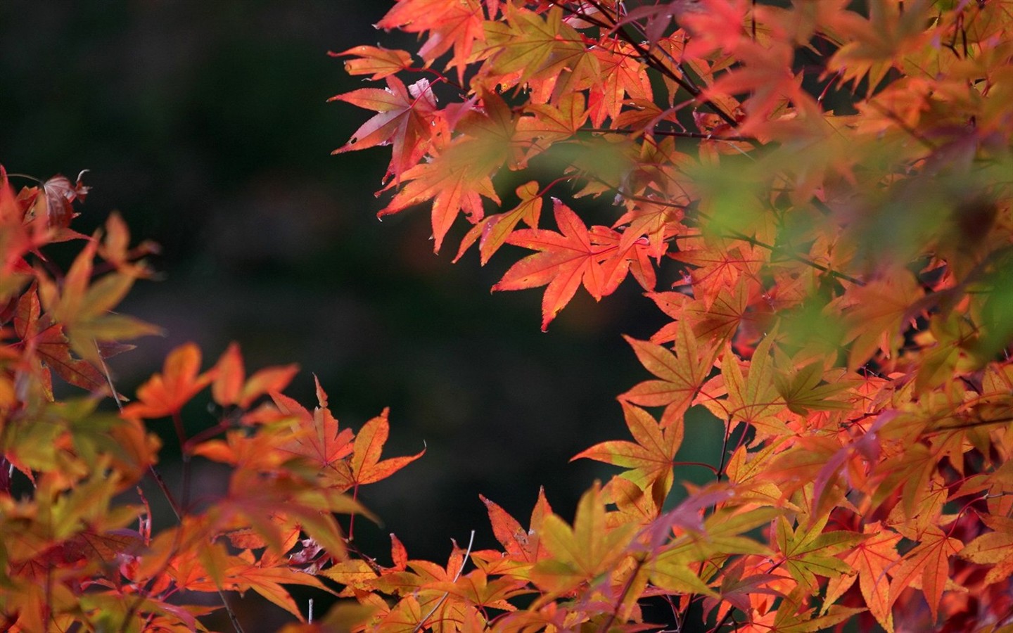 日本之旅：六甲山之紅葉 #2 - 1440x900