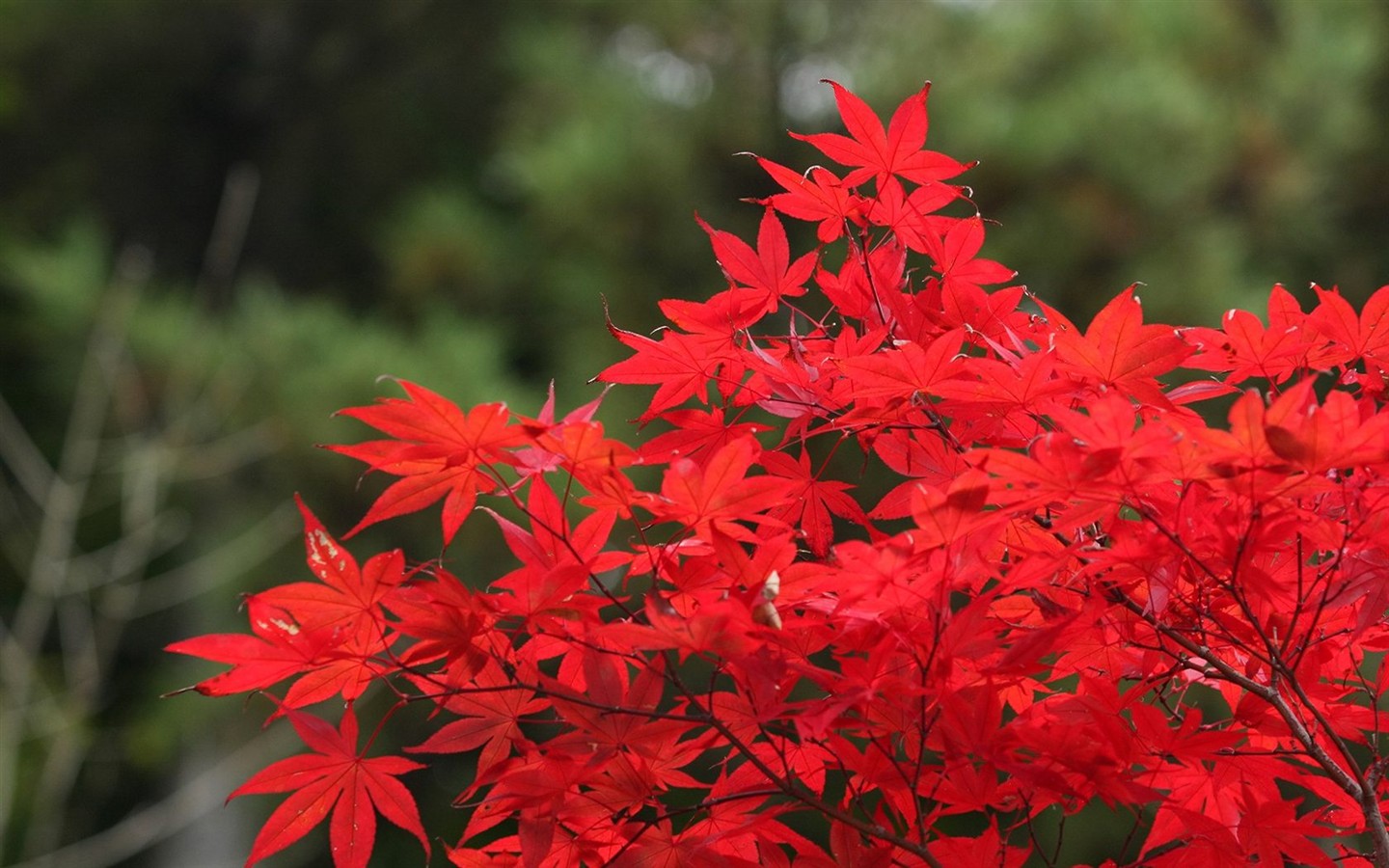 日本之旅：六甲山之紅葉 #4 - 1440x900
