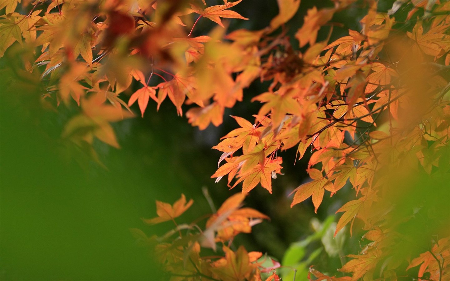 Japan Tour: Rokko Mountain feuilles #6 - 1440x900