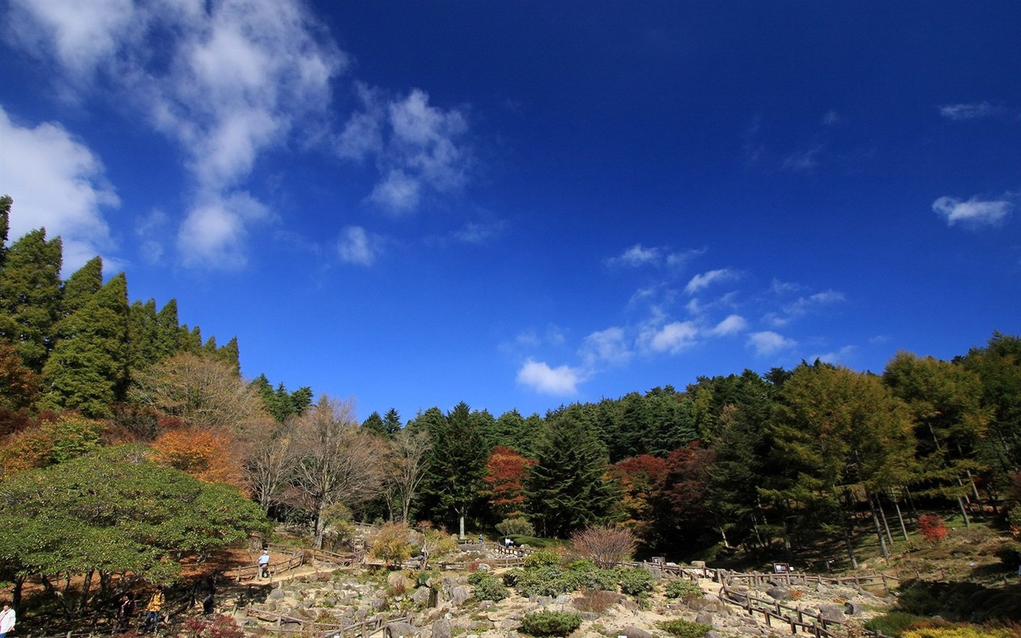 Japan Tour: Rokko Mountain feuilles #9 - 1440x900