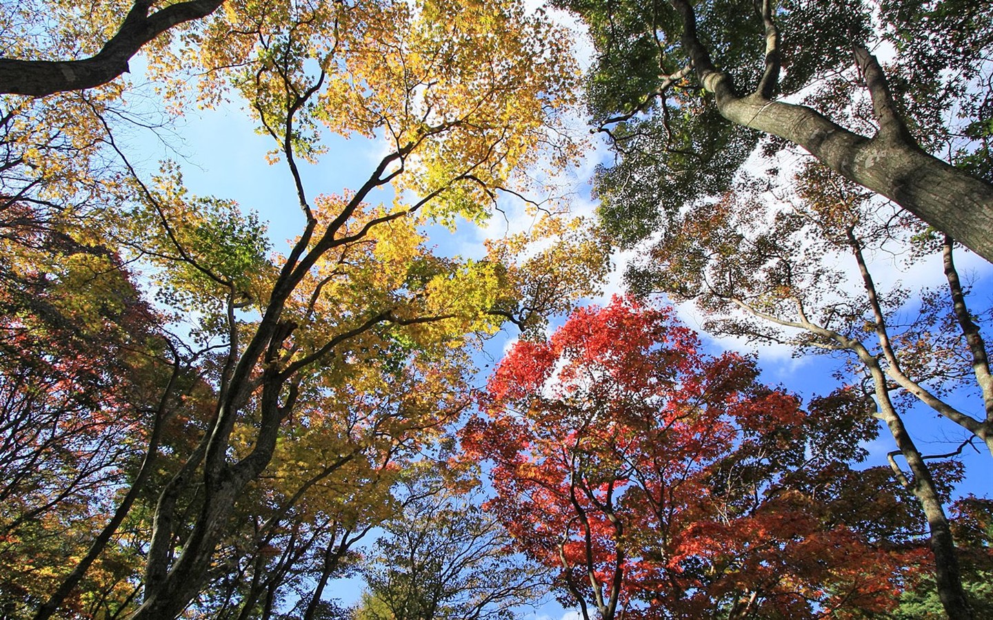 日本之旅：六甲山之紅葉 #11 - 1440x900