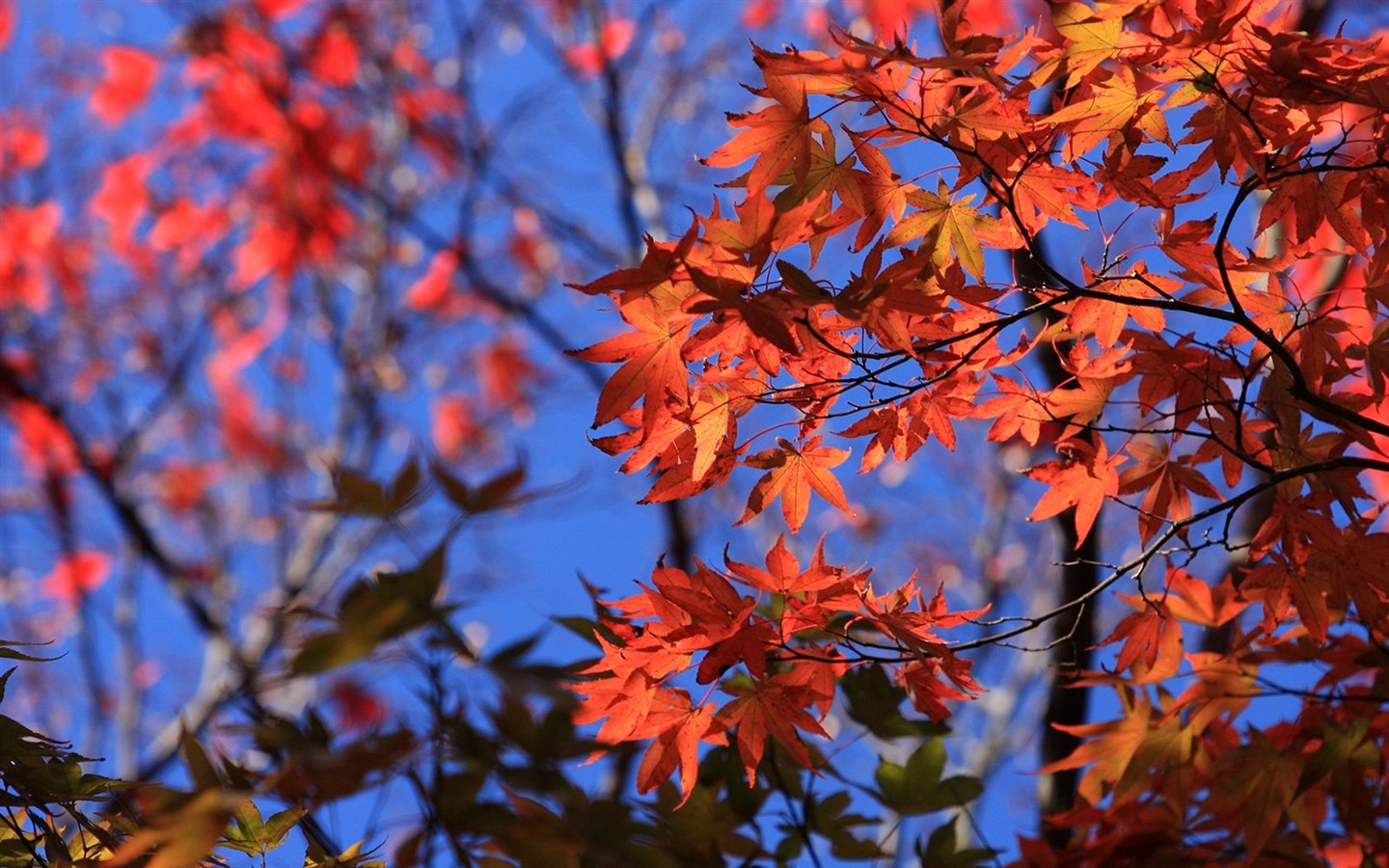 日本之旅：六甲山之紅葉 #13 - 1440x900