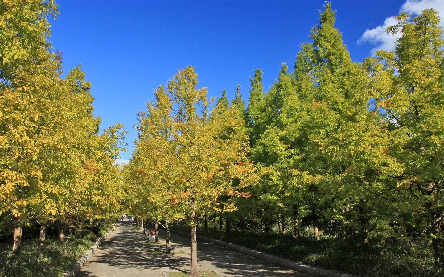 Japan Tour: Rokko Mountain leaves #17 - 1440x900