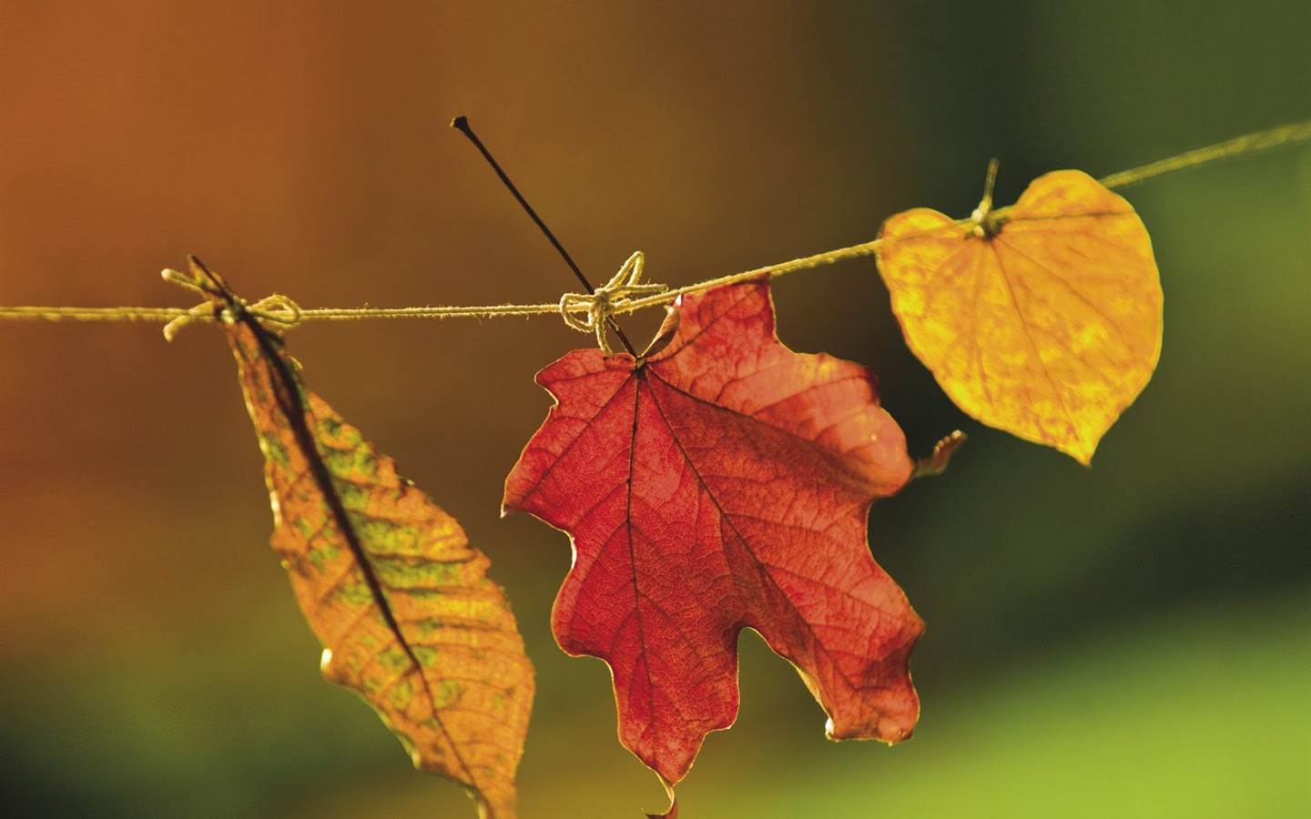 Fond d'écran épais décor de l'automne #2 - 1440x900