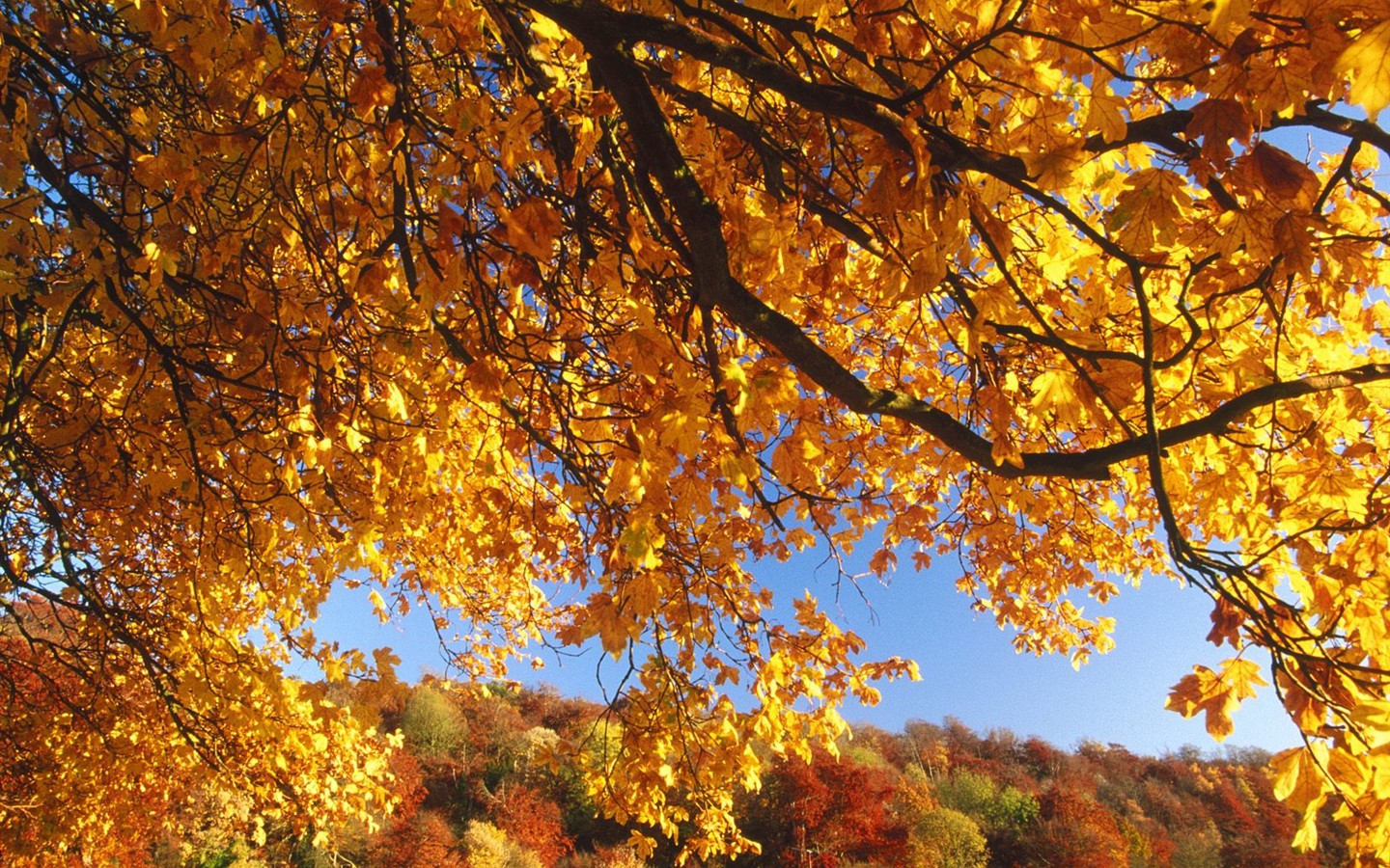 otoño grueso escenario empapelado #8 - 1440x900