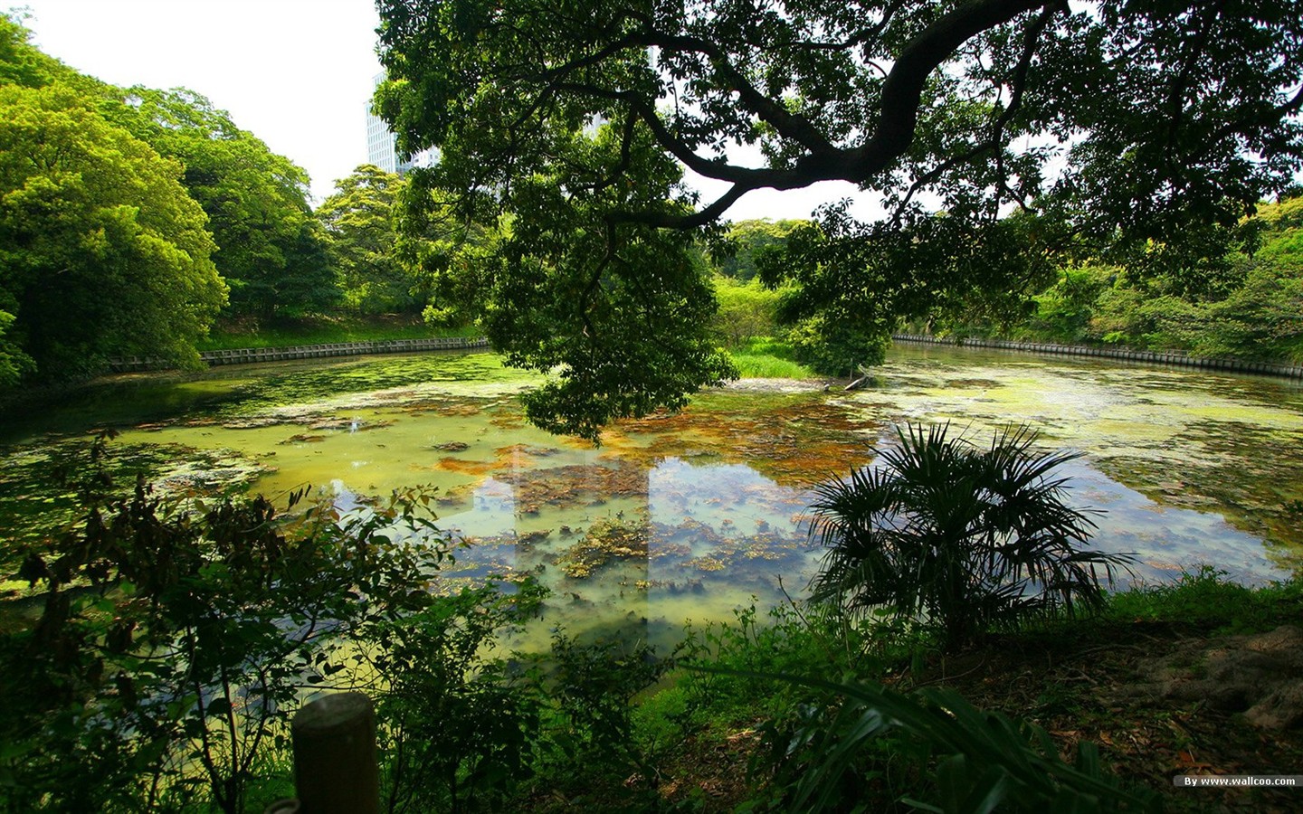 寧靜庭園 公園美景壁紙 #2 - 1440x900