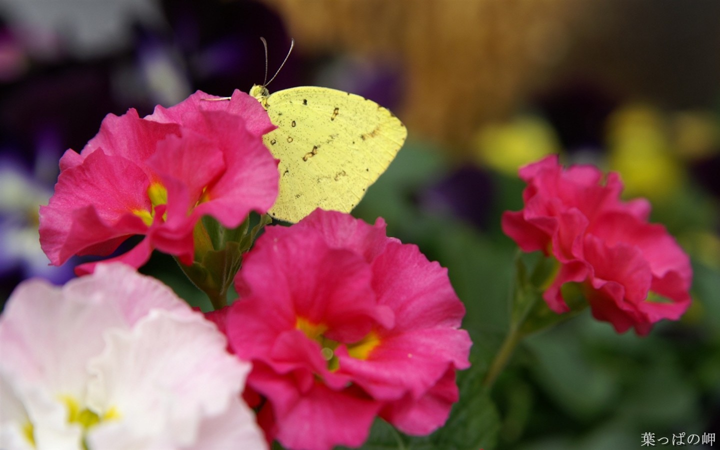 Fond d'écran HD de fleurs colorées #1 - 1440x900