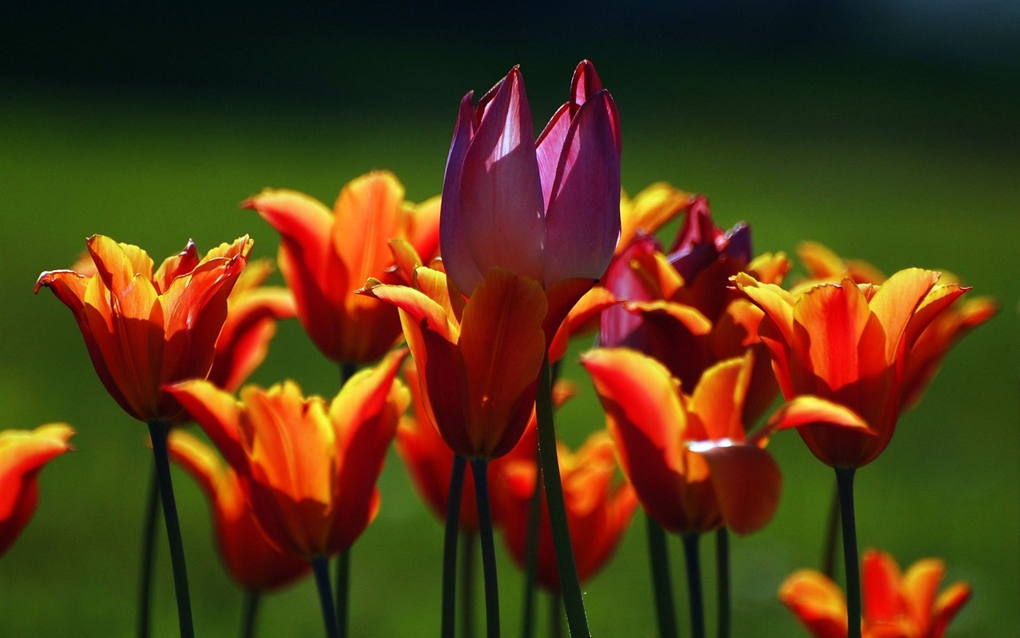 Fond d'écran HD de fleurs colorées #6 - 1440x900