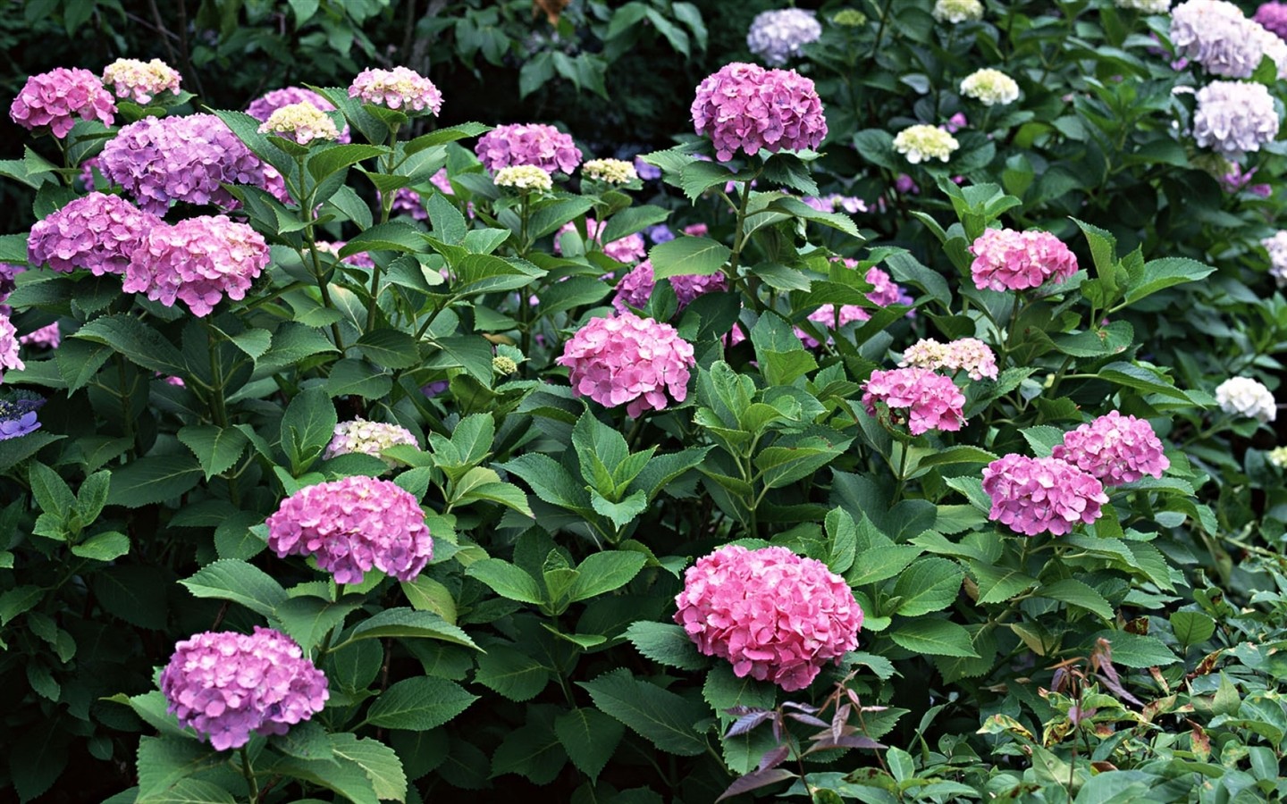 Fond d'écran HD de fleurs colorées #9 - 1440x900