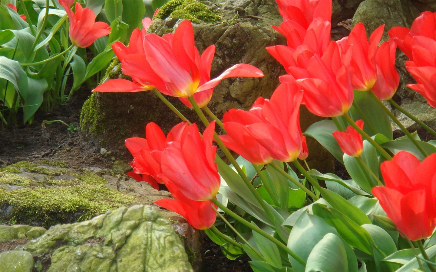 HD empapelado con flores de colores #10 - 1440x900