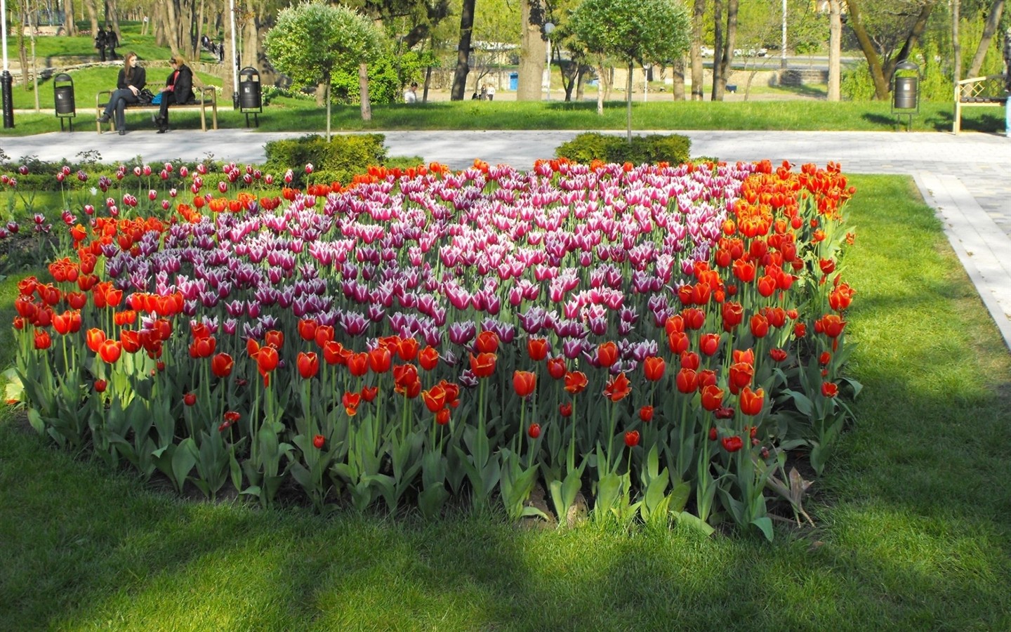 HD empapelado con flores de colores #15 - 1440x900