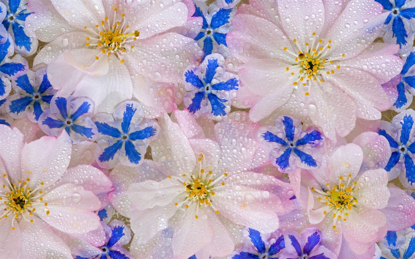 HD empapelado con flores de colores #20 - 1440x900