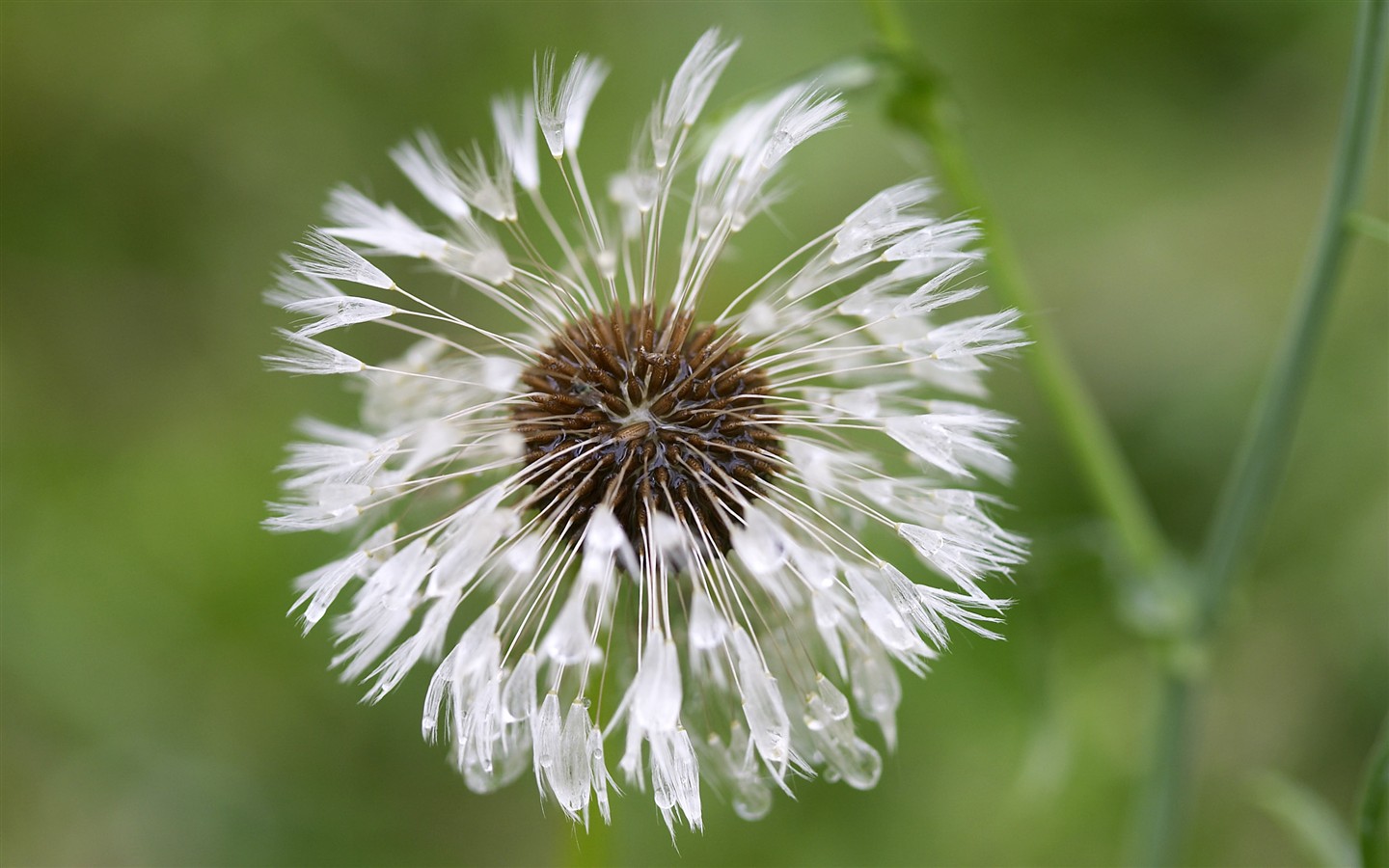 HD wallpaper flowers large vein #20 - 1440x900