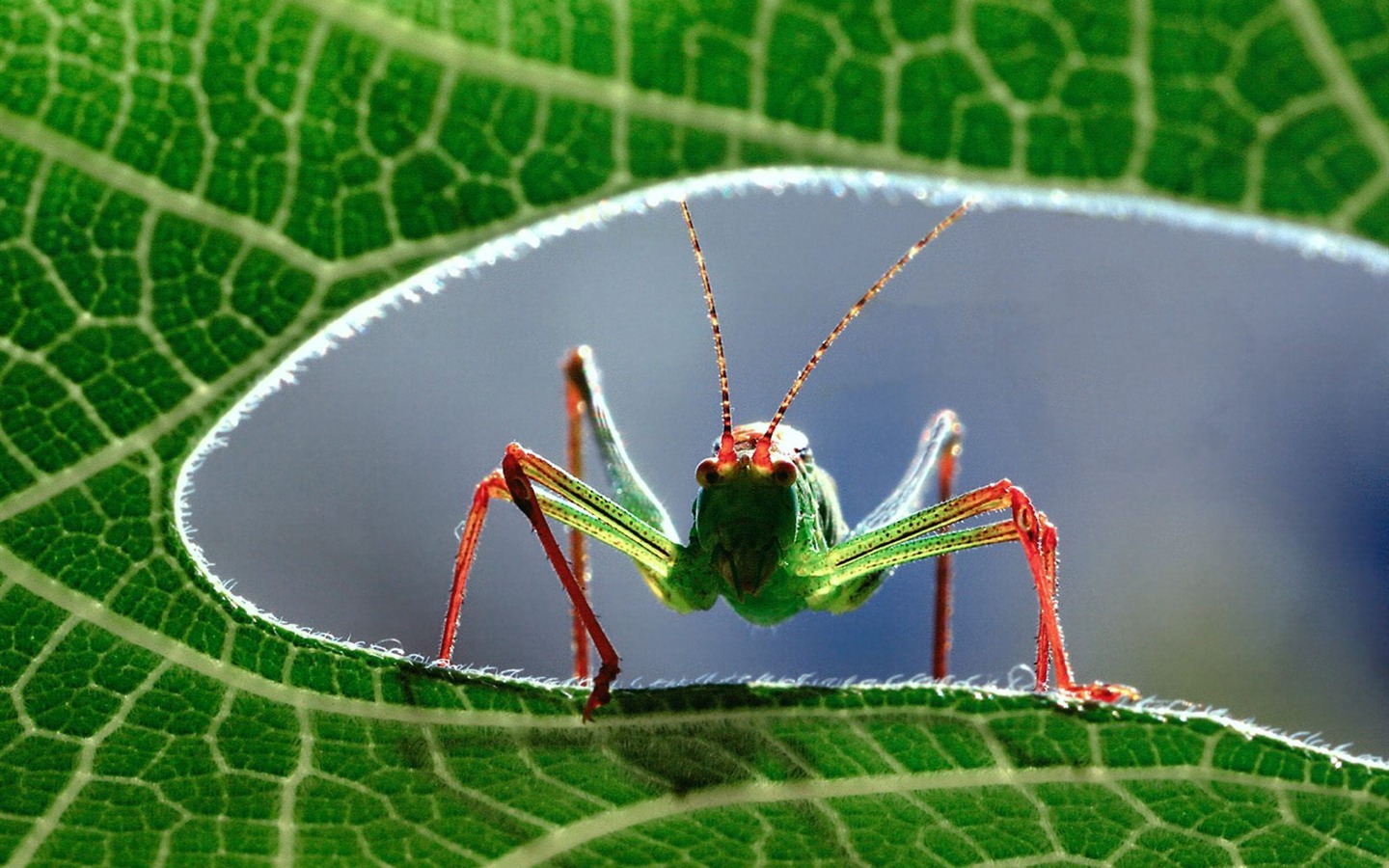 高清晰昆虫写真壁纸1 - 1440x900