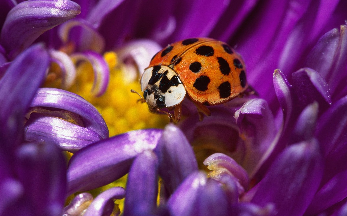 Fondo de pantalla de fotos de insectos #6 - 1440x900