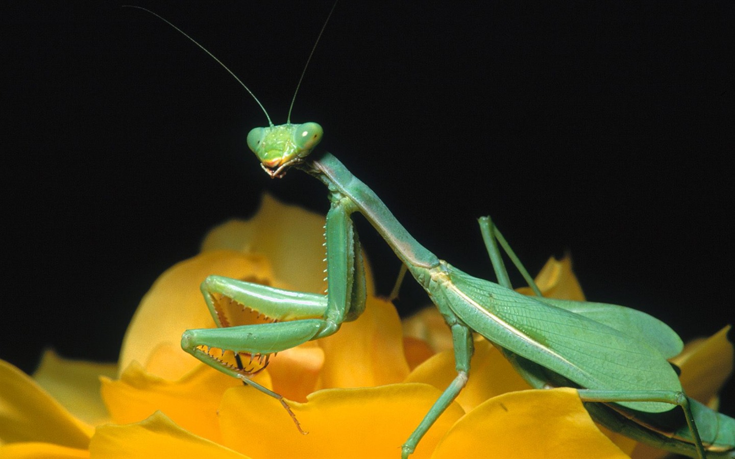 Fondo de pantalla de fotos de insectos #8 - 1440x900