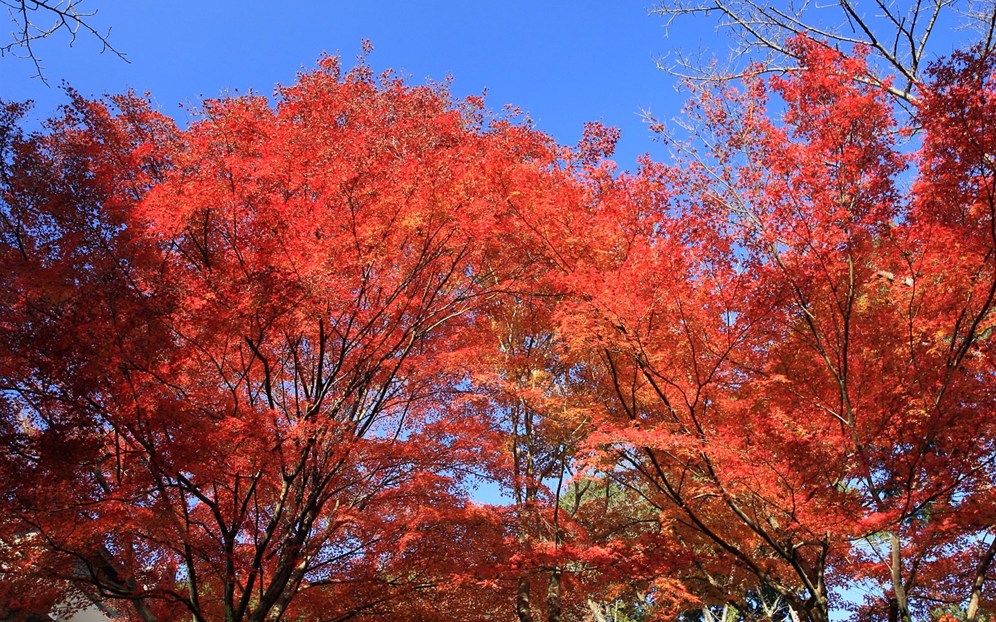 Beautiful Maple Leaf Wallpaper #1 - 1440x900