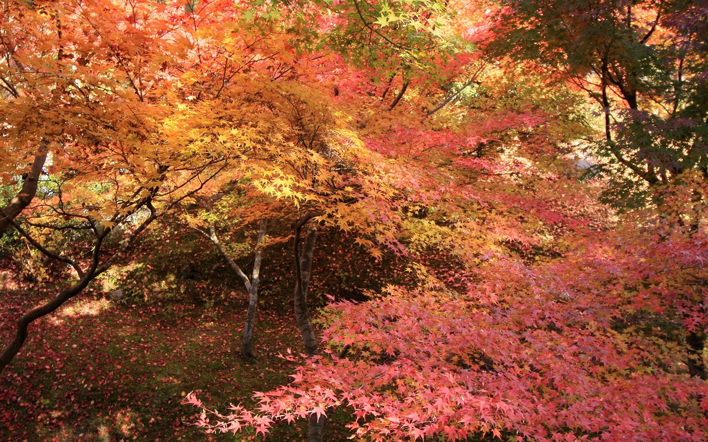 아름다운 단풍잎 바탕 화면 #3 - 1440x900