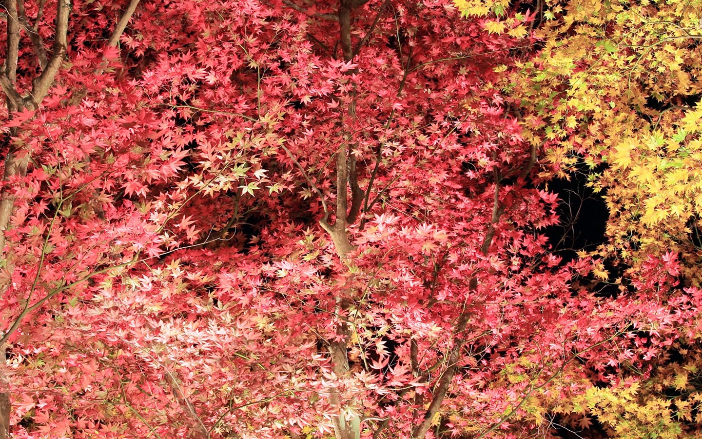 美麗楓葉滿天壁紙專輯 #5 - 1440x900