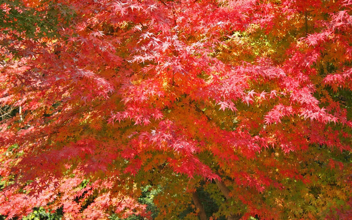 美麗楓葉滿天壁紙專輯 #19 - 1440x900