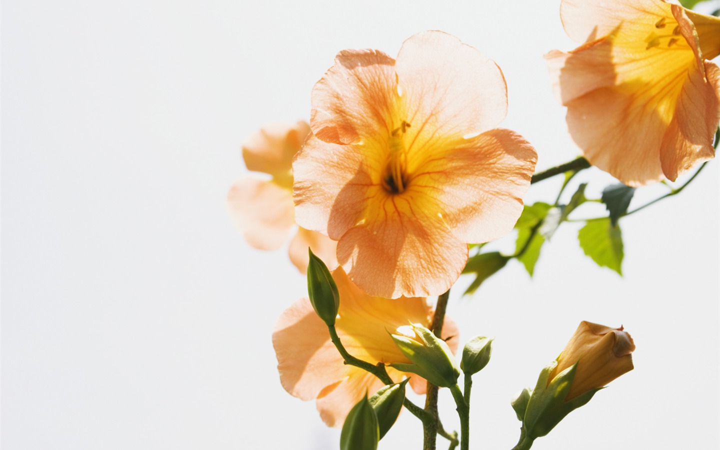 晴れた空の花の下で #4 - 1440x900