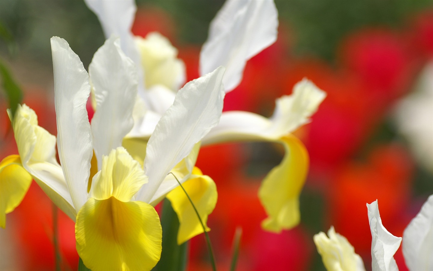 Fond d'écran Fleurs personnels #25 - 1440x900