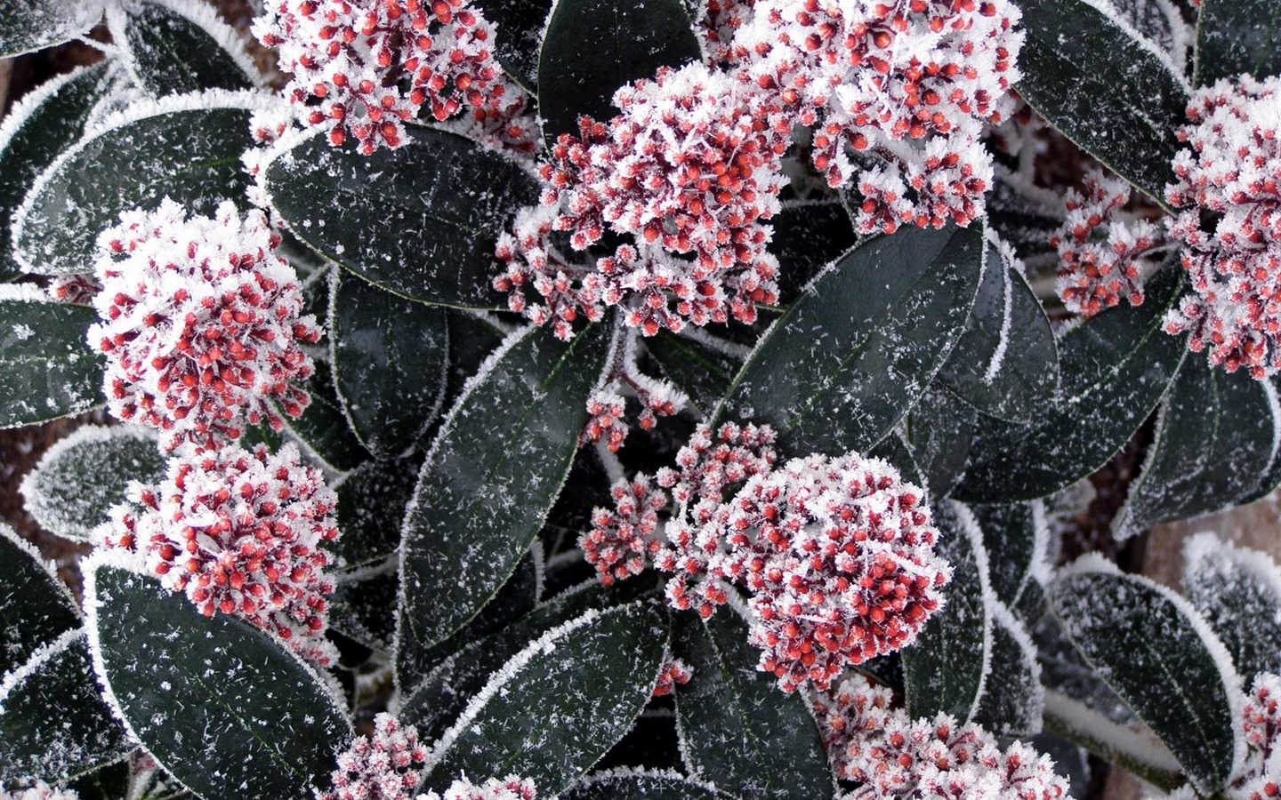 ledu rostlin Tapety Album #12 - 1440x900