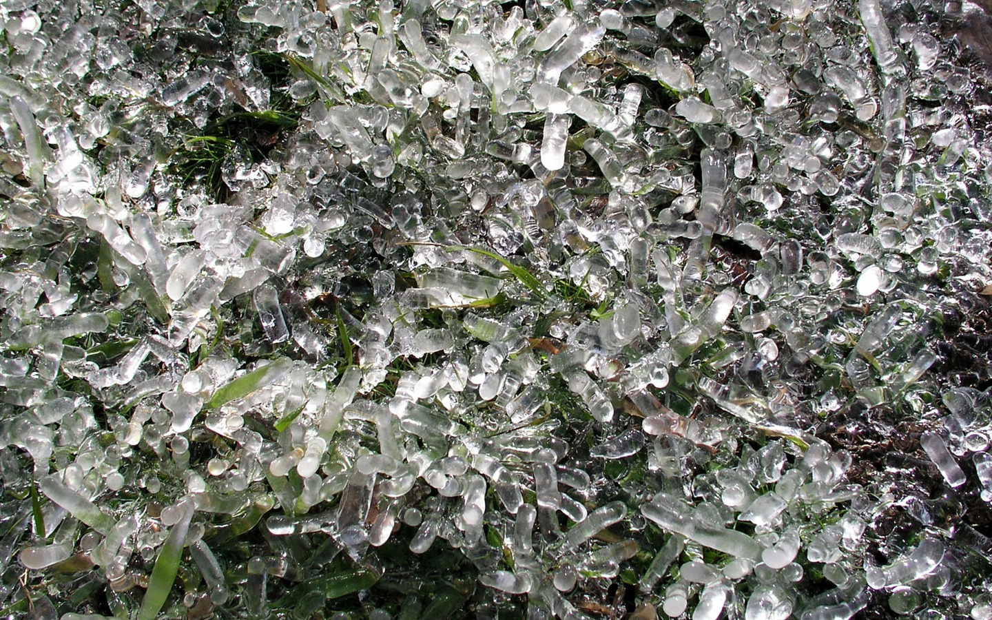 ledu rostlin Tapety Album #13 - 1440x900
