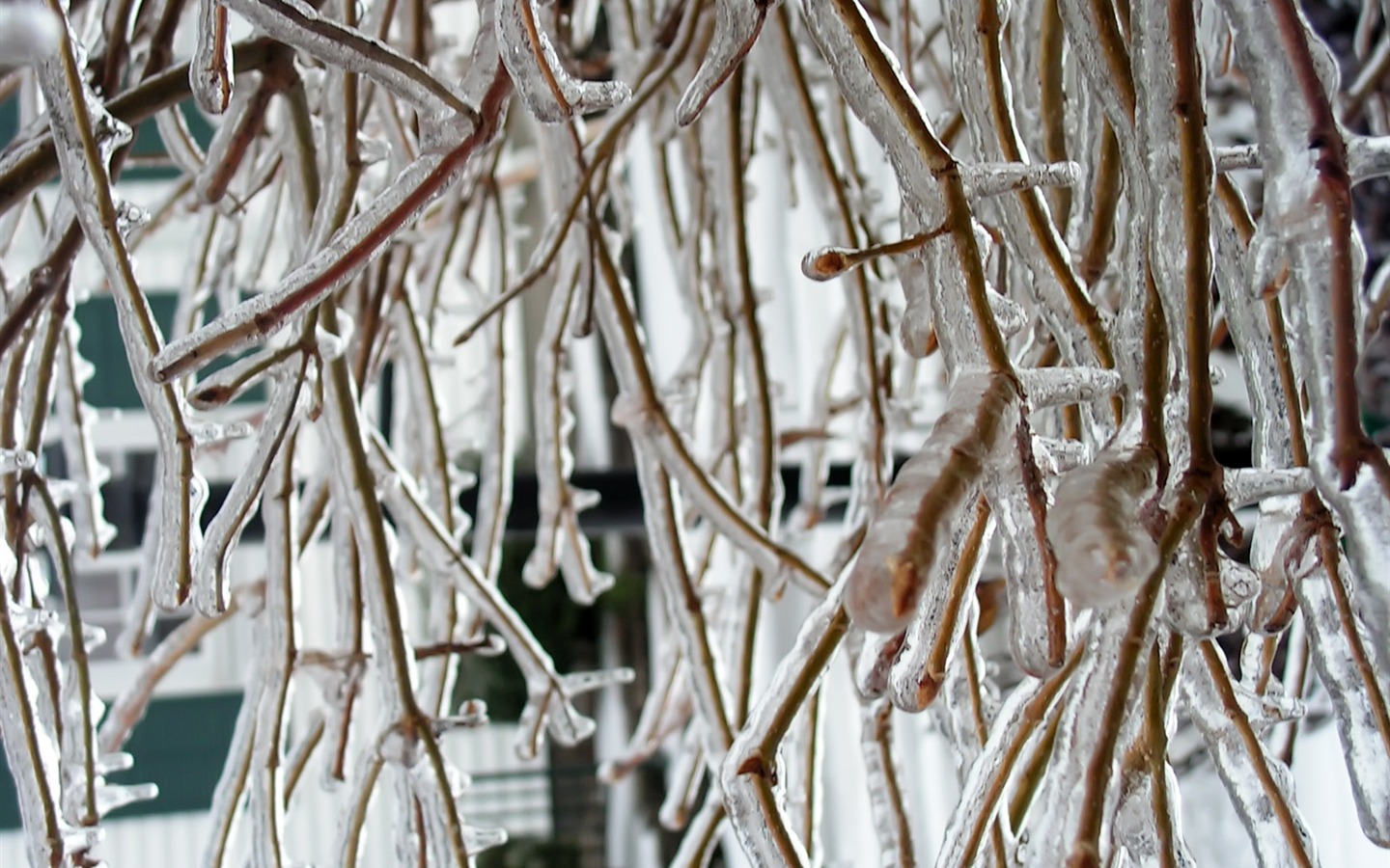 Fondos de pantalla planta de hielo álbum #17 - 1440x900