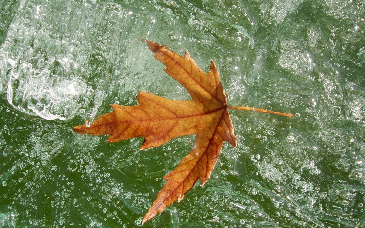 Fondos de pantalla planta de hielo álbum #20 - 1440x900