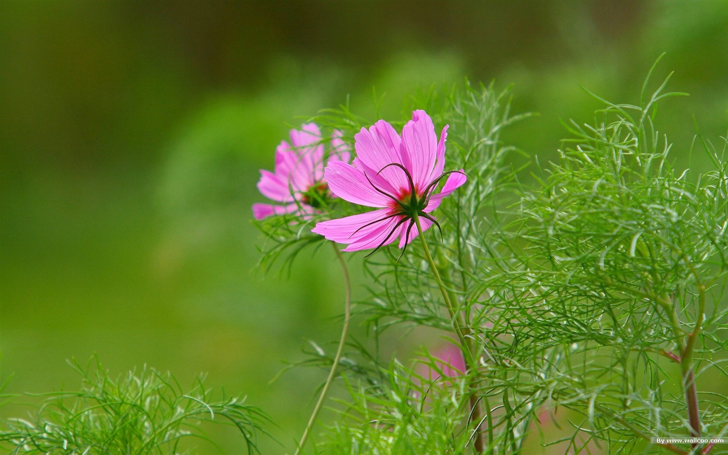 Autumn cosmos wallpaper #3 - 1440x900