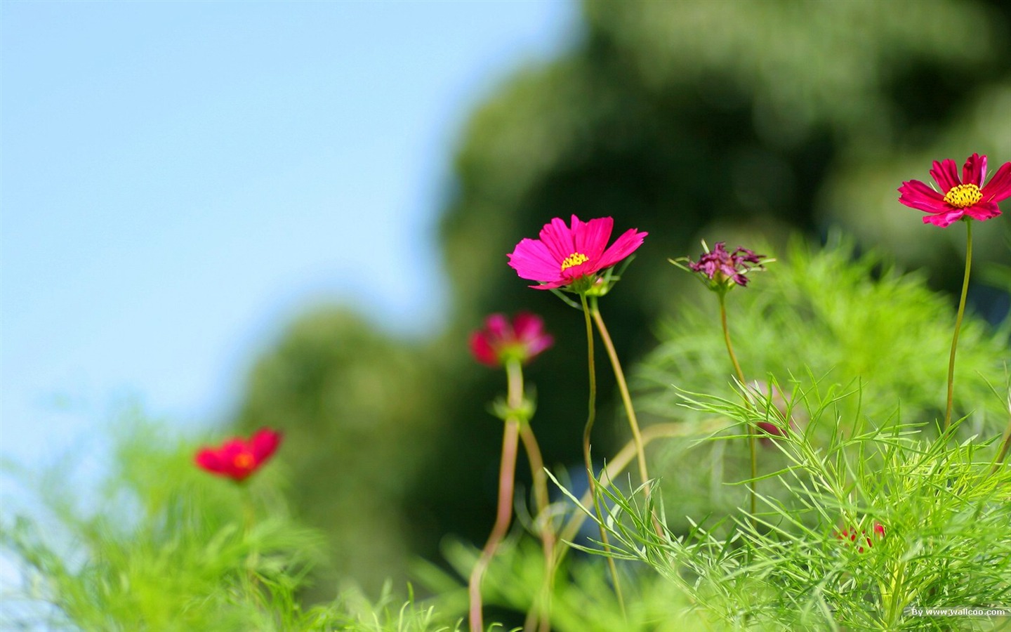 Autumn cosmos wallpaper #8 - 1440x900