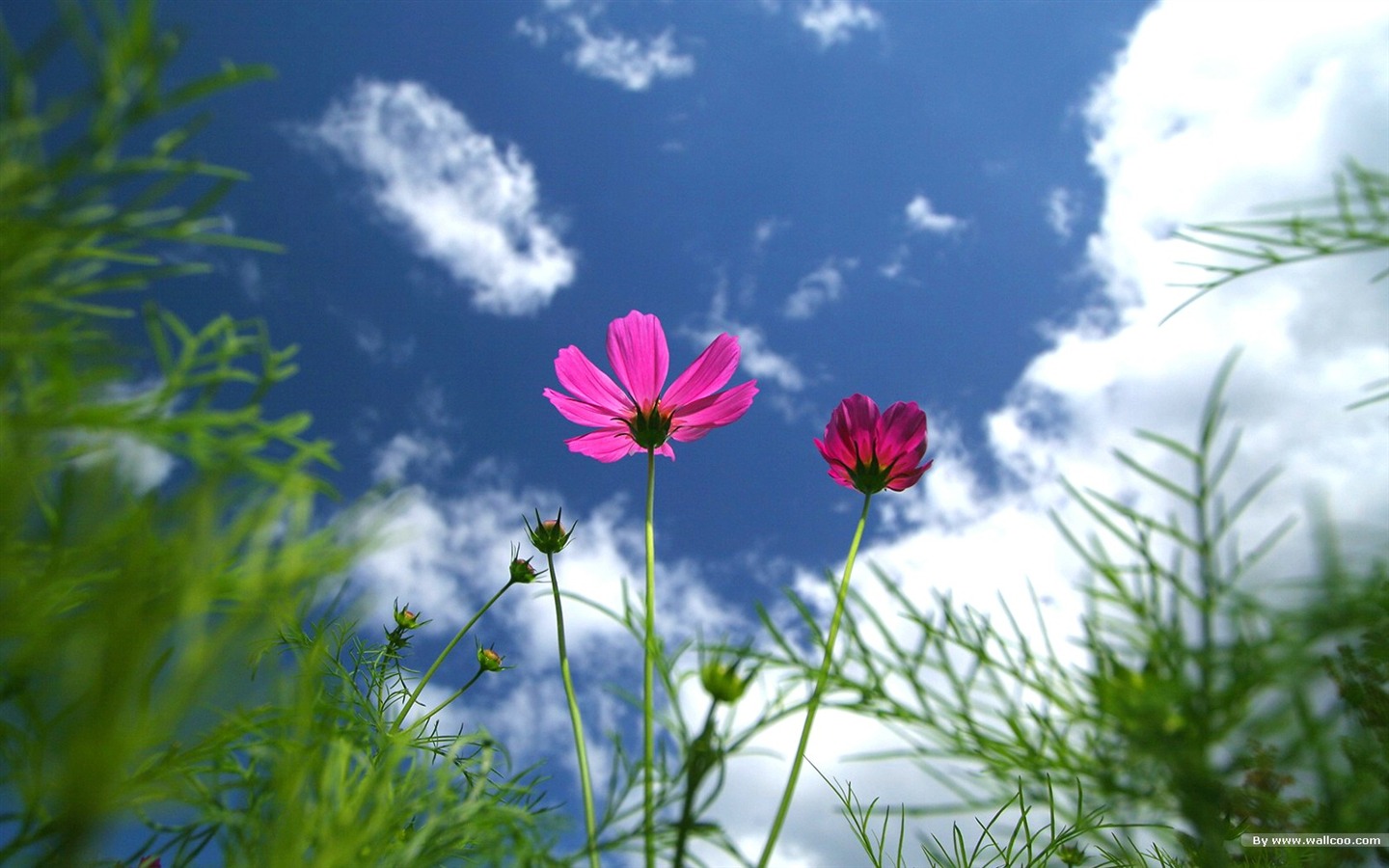 Autumn cosmos wallpaper #10 - 1440x900