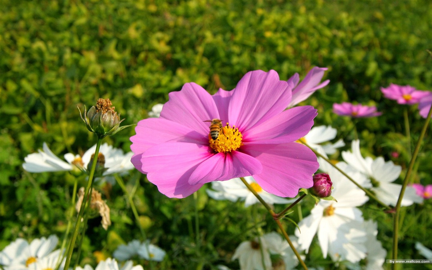 Otoño cosmos fondo de pantalla #14 - 1440x900