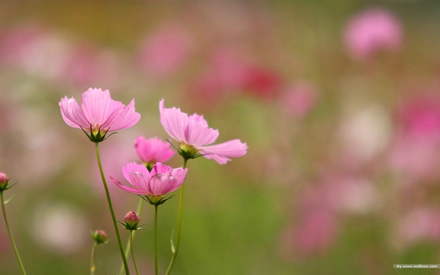 秋天的大波斯菊壁纸专辑37 - 1440x900