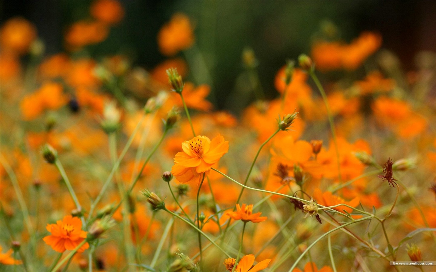 Autumn cosmos wallpaper #42 - 1440x900