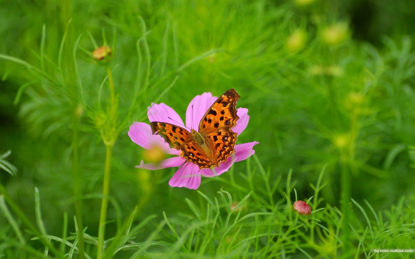 Autumn cosmos wallpaper #44 - 1440x900