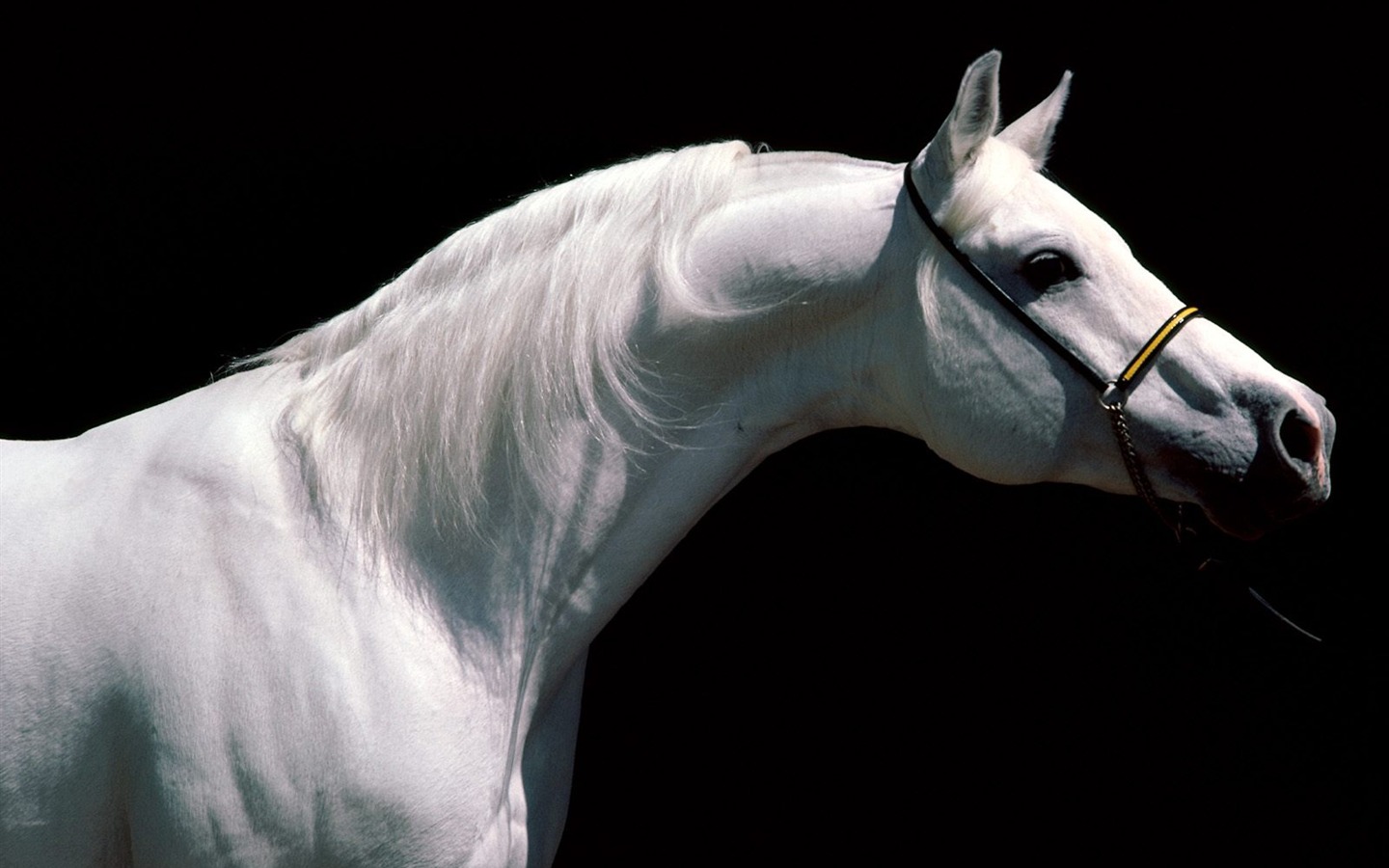 koně Wallpaper Album #4 - 1440x900