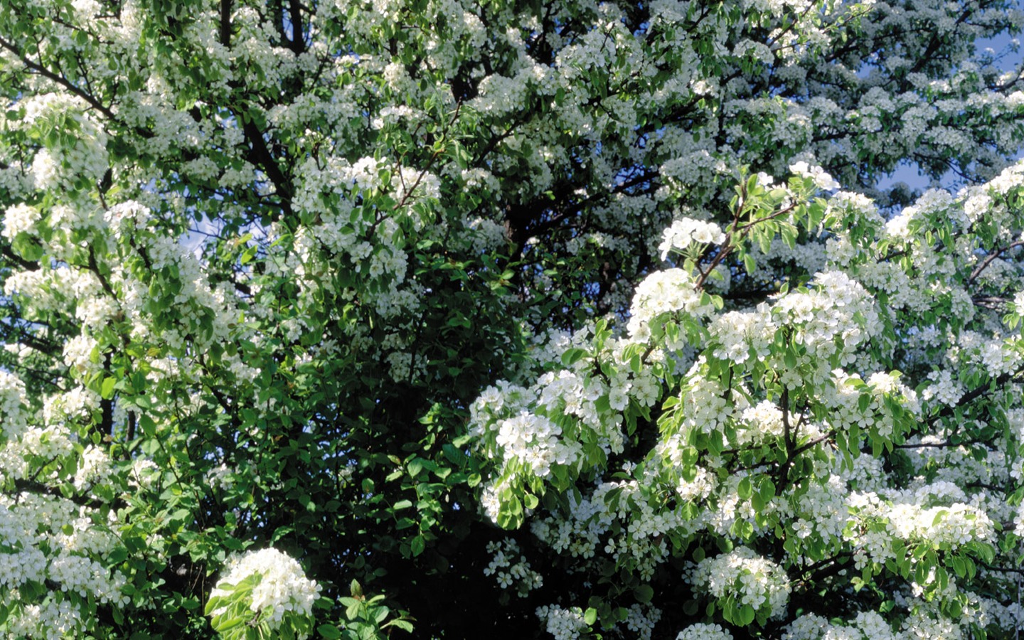 Fleurs blanches Fond d'écran #5 - 1440x900