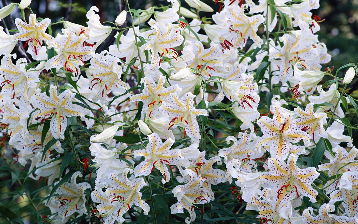 Fleurs blanches Fond d'écran #6 - 1440x900