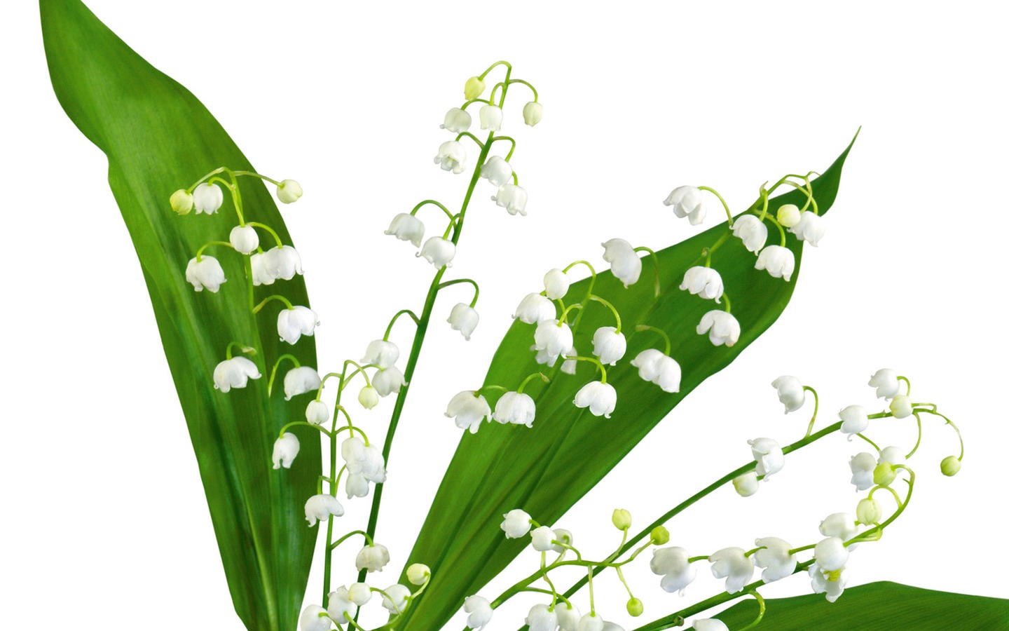 Fleurs blanches Fond d'écran #7 - 1440x900