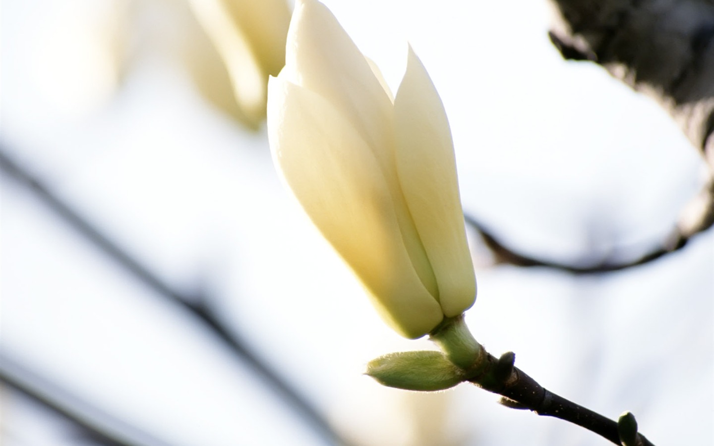 Fleurs blanches Fond d'écran #11 - 1440x900