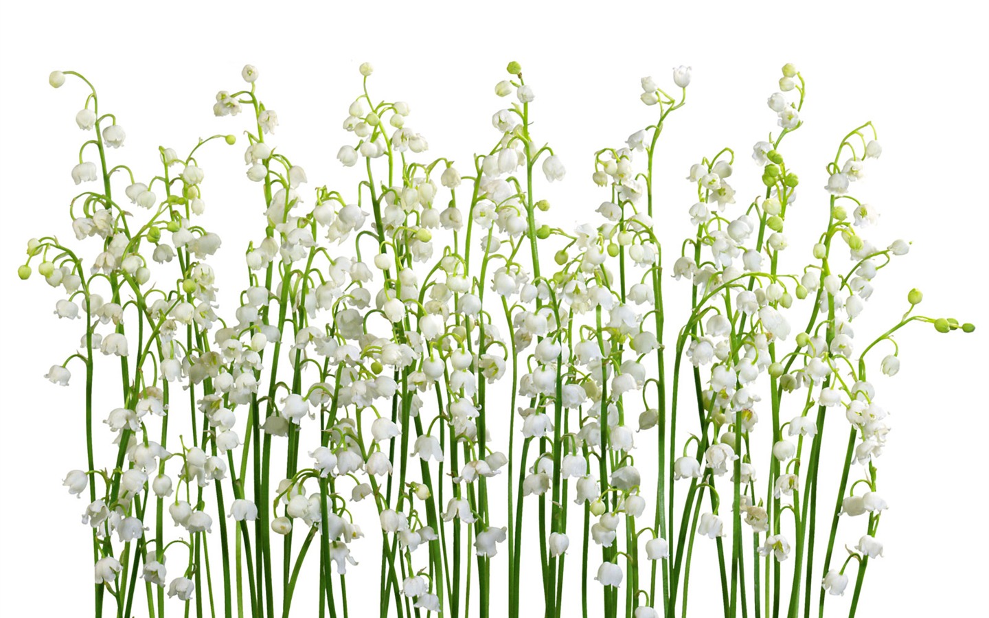 Fleurs blanches Fond d'écran #13 - 1440x900