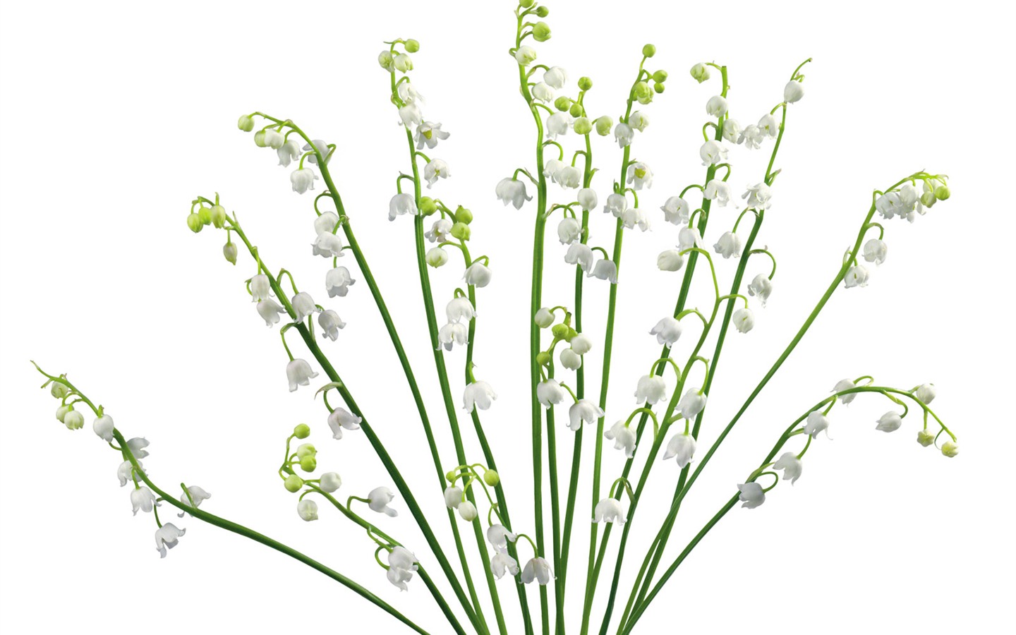 Fleurs blanches Fond d'écran #14 - 1440x900