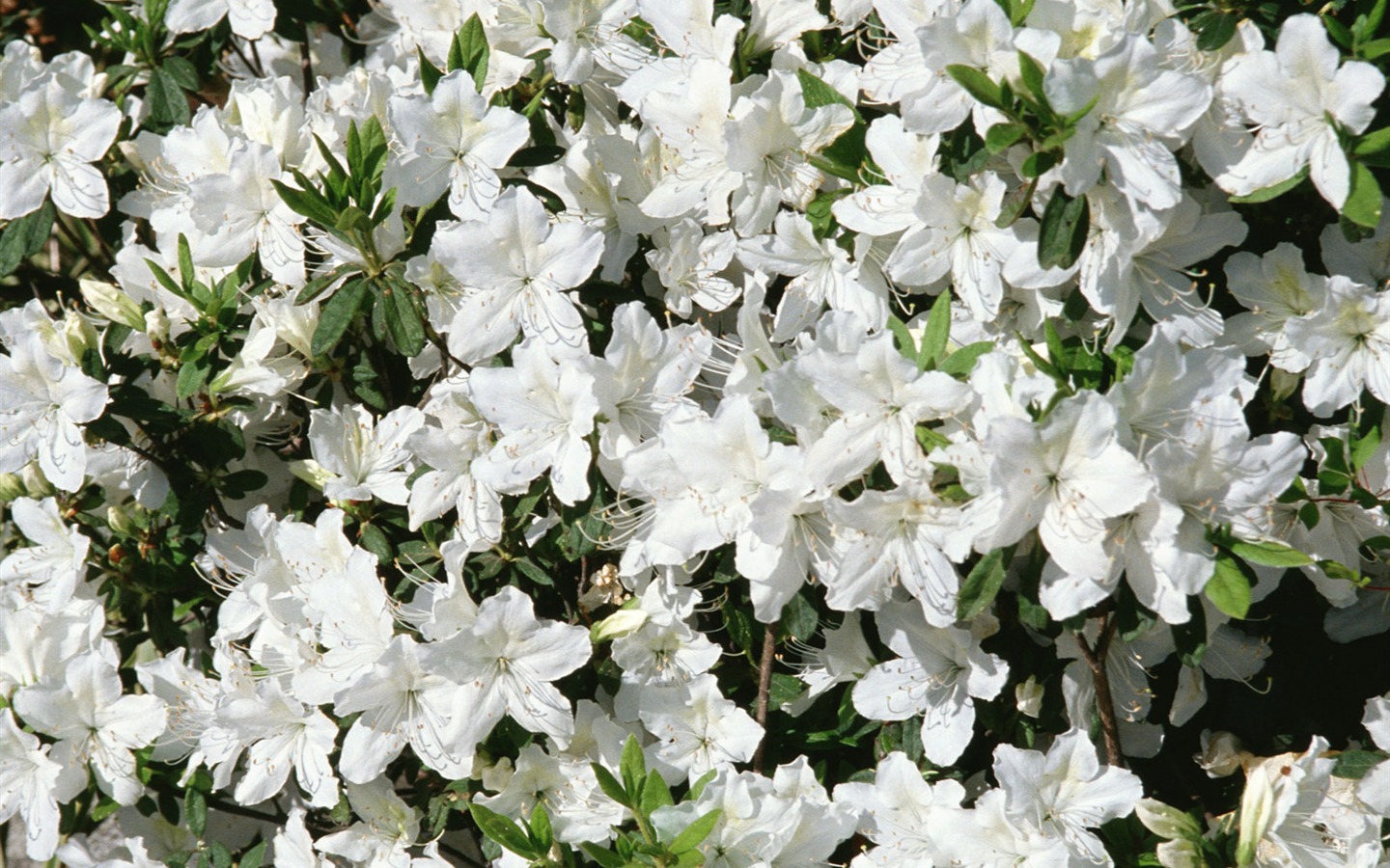 Fleurs blanches Fond d'écran #15 - 1440x900