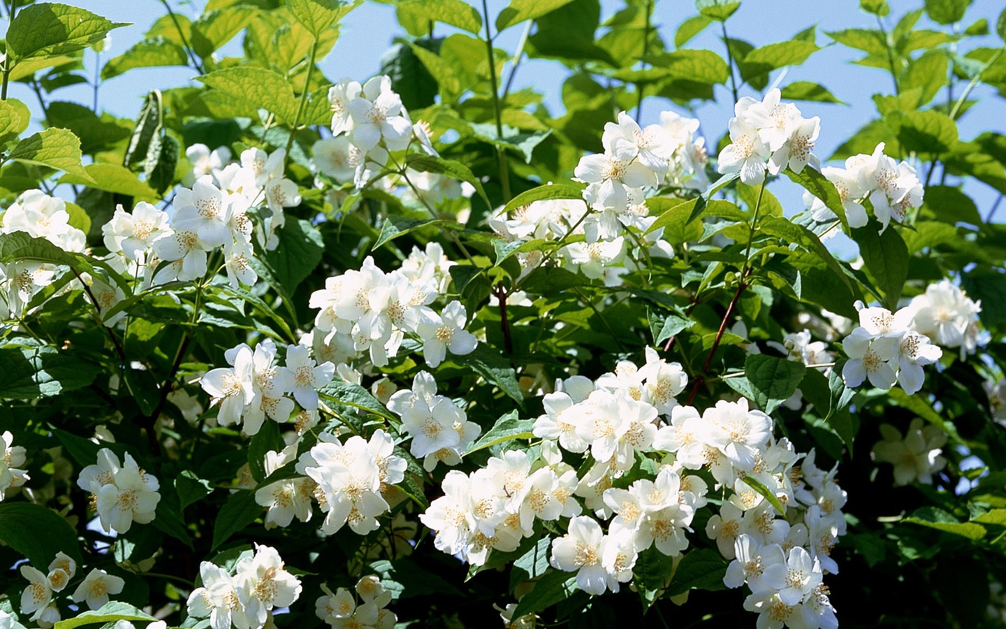Fleurs blanches Fond d'écran #20 - 1440x900