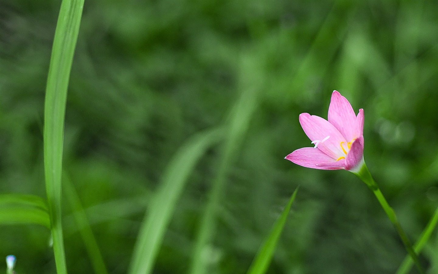 高清宽屏植物壁纸13 - 1440x900